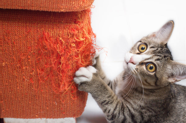 How to Create the Perfect Space for Your Indoor Cat